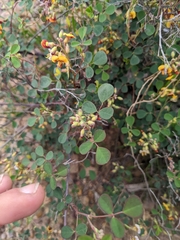 Goodia medicaginea