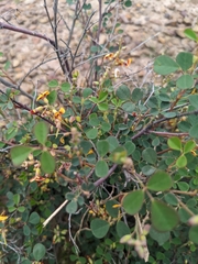 Goodia medicaginea