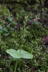 Neottia borealis