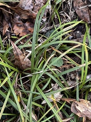 Cyperus rotundus