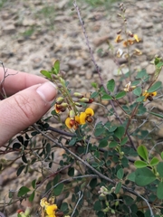 Goodia medicaginea