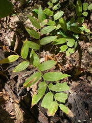 Streptopus lanceolatus