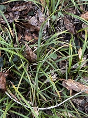 Cyperus rotundus