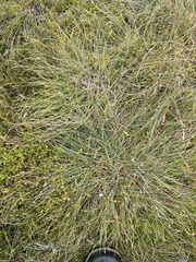 Carex glareosa