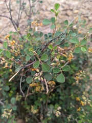 Goodia medicaginea