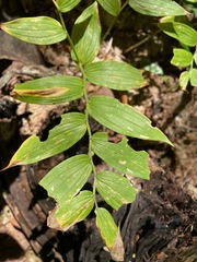 Streptopus lanceolatus