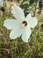 Hibiscus lasiocarpos