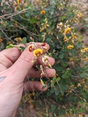 Goodia medicaginea