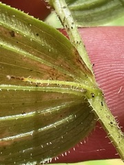 Streptopus lanceolatus