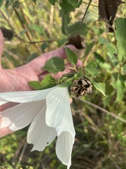 Hibiscus lasiocarpos