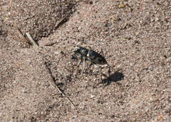 Cicindela formosa
