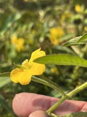 Ludwigia leptocarpa