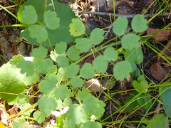 Thalictrum venulosum