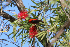 Myzomela sanguinolenta