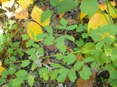 Thalictrum dasycarpum