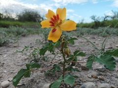Cochlospermum wrightii