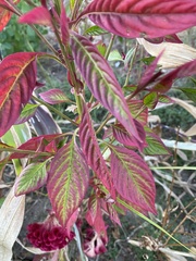 Celosia argentea plumosa