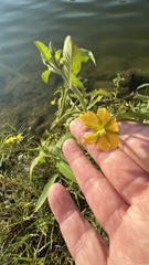 Ludwigia leptocarpa