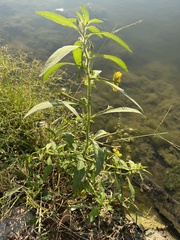 Ludwigia leptocarpa