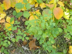 Thalictrum dasycarpum