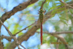 Anax longipes