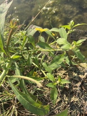 Ludwigia leptocarpa