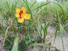 Cochlospermum wrightii