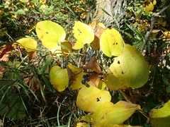 Smilax lasioneura