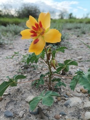 Cochlospermum wrightii