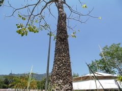 Pochota fendleri