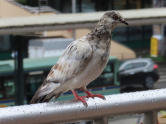 Columba livia domestica