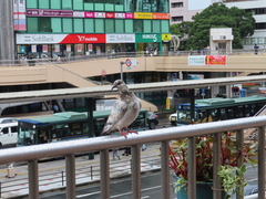 Columba livia domestica