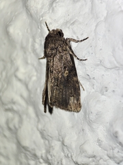 Spodoptera cilium