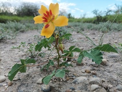 Cochlospermum wrightii