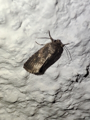 Spodoptera cilium