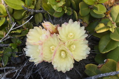 Eriosyce chilensis albidiflora