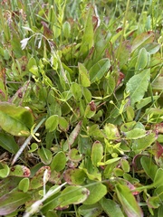 Stellaria calycantha