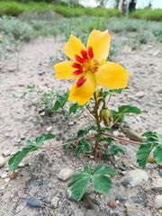 Cochlospermum wrightii