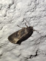 Spodoptera cilium