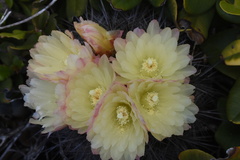 Eriosyce chilensis albidiflora