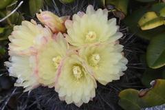 Eriosyce chilensis albidiflora