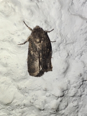 Spodoptera cilium