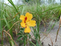 Cochlospermum wrightii