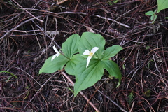 Trillium ovatum ovatum