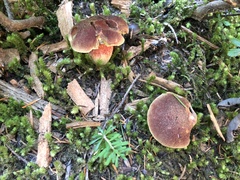 Aureoboletus mirabilis