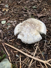 Catathelasma