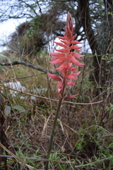 Sacoila lanceolata