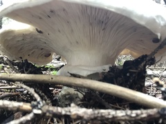 Catathelasma