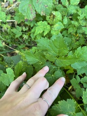 Aegopodium podagraria