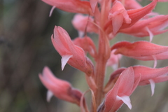 Sacoila lanceolata